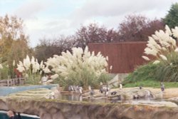 Peruvian Humboldt penguins in Chester Zoo