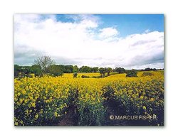 Rapeseed Field, Beer. County Devon, England Wallpaper