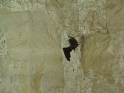 A bat on the wall of a tower in Bodiam Castle, E. Sussex. Wallpaper