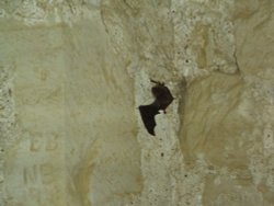 A bat on the wall of a tower in Bodiam Castle, E. Sussex.