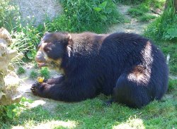 A bear at Jersey Zoo, Durrell Wildlife Conservation Trust, Jersey Wallpaper