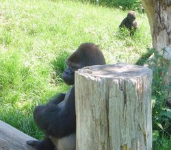 A picture of Jersey Zoo Wallpaper