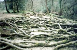 Tree roots, Aysgarth Falls, North Yorkshire Wallpaper