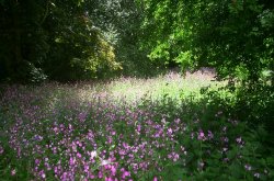 Wild flowers at Knebworth House, Hertfordshire