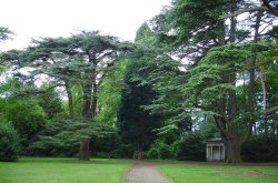 Cedar trees at Clumber Country Park, Nottinghamshire Wallpaper