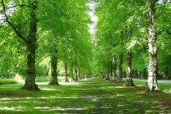 The long double line of lime trees at Clumber Country Park, Nottinghamshire Wallpaper