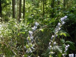 Hartshill Hayes Country Park, Nr Atherstone, North Warwickshire. Wallpaper