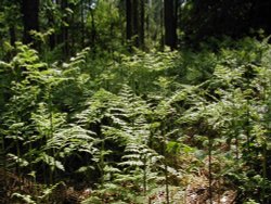 Hartshill Hayes Country Park, Nr Atherstone, North Warwickshire. Wallpaper