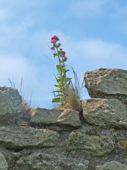 Flower on the wall of Scarborough Castle, North Yorkshire (05-06-2006)