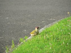 This pic of a Green Woodpecker was taken from our kitchen window, in Chard, Somerset Wallpaper