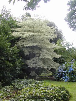 Goodnestone Park Gardens in Kent.