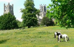 A peaceful scene across the fields to Ely Cathedral. Wallpaper