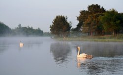 A picture of The New Forest