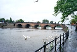 Swans on the River Severn in Worcester Wallpaper