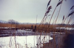 Rutland Water, Rutland (winter) The Reed Beds