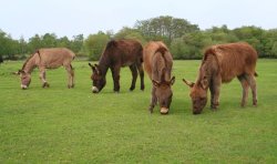 Donkeys, New Forest, Hampshire Wallpaper
