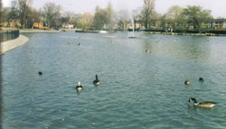 The Boating Lake in Albert Park, Middlesbrough Wallpaper