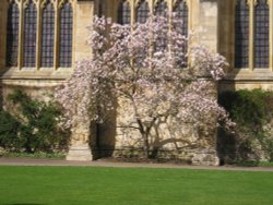 Magnolia tree growing against the Chapel in New College, Oxford.  Taken 2005