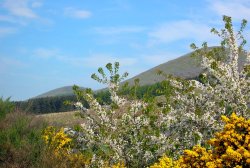 May Blossom in College Valley, Cheviot Hills. Wallpaper