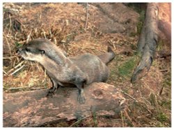 Otter near Lakeside, Cumbria