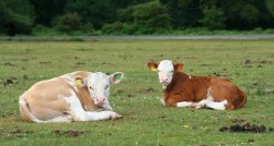 Calves resting, New Forest, Hampshire Wallpaper
