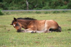 Foal, New Forest, Hampshire Wallpaper