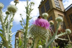 Giant thistle in the garden, Hardwick Hall, Derbyshire Wallpaper