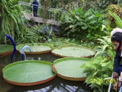 Kew Gardens, London
July, 2005 Wallpaper