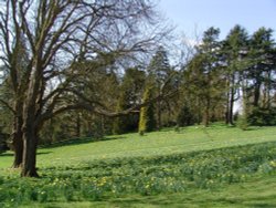 Daffodil Valley at Waddesdon Manor, Buckinghamshire Wallpaper