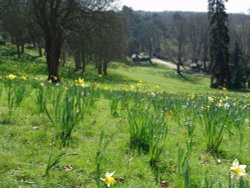 Daffodil Valley at Waddesdon Manor, Bucks Wallpaper