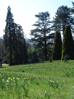 Daffodil Valley at Waddesdon Manor, Bucks