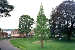 Tonbridge - Castle Gardens Wallpaper