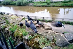 Tonbridge - view from Castle Wallpaper