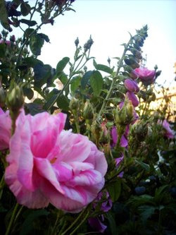The Brighton Royal Pavilion gardens on a summers evening.