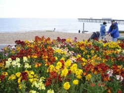 Flowers at the beach side. Felixstowe, Suffolk Wallpaper