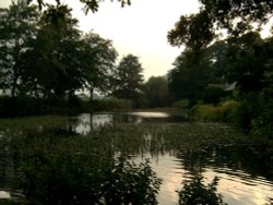 Fishbourne Duckpond near Chichester