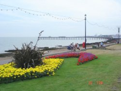 Flowers at beach.. Wallpaper