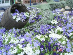 Felixstowe. Flowers at beach.. Wallpaper
