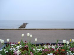 Lowestoft, Suffolk. 
Flowers at Sea front..