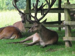 Calke Abbey, Derbyshire. 
Deers in the park