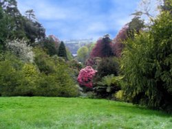 Trebah Garden, Cornwall. 
Looking down the valley from below the house. Wallpaper