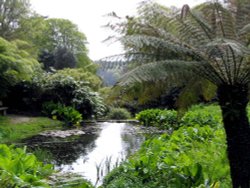 Trebah Garden, Cornwall Wallpaper