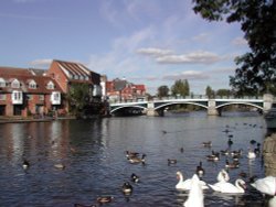 Geese and ducks swimming in the Thames in Windsor, England. Wallpaper