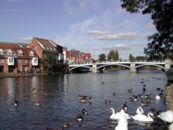 Geese and ducks swimming in the Thames in Windsor, England.