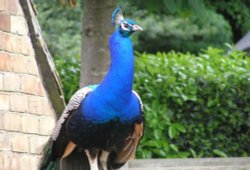 A picture of Upton House & Country Park Wallpaper