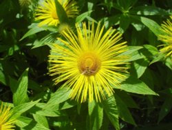 Closeup from a border in the gardens at Lyme Park, Cheshire Wallpaper