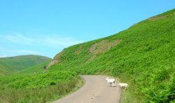 Narrow country road in upper Coquetdale through the Cheviot hills in Northumberland. Wallpaper