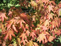 The Swiss Garden, Old Warden, Bedfordshire
September 2005 Wallpaper
