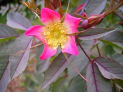 The Swiss Garden, Old Warden, Bedfordshire Wallpaper