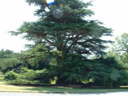 Magnificent old tree in the grouds of Constable Burton Hall gardens, Yorkshire Dales. July 2006 Wallpaper